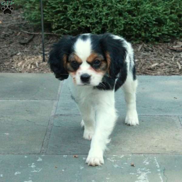 Bambi, Cavalier King Charles Mix Puppy