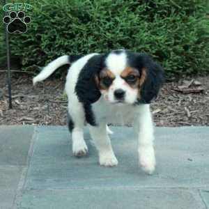 Bambi, Cavalier King Charles Mix Puppy