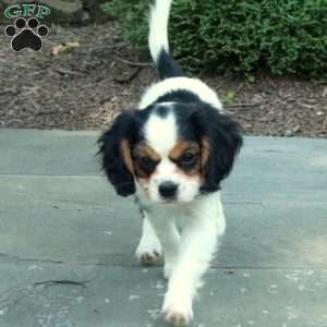 Bambi, Cavalier King Charles Mix Puppy