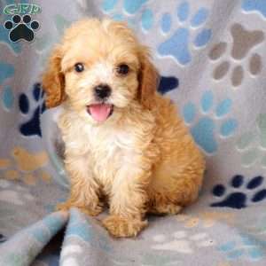 Bambi, Cockapoo Puppy