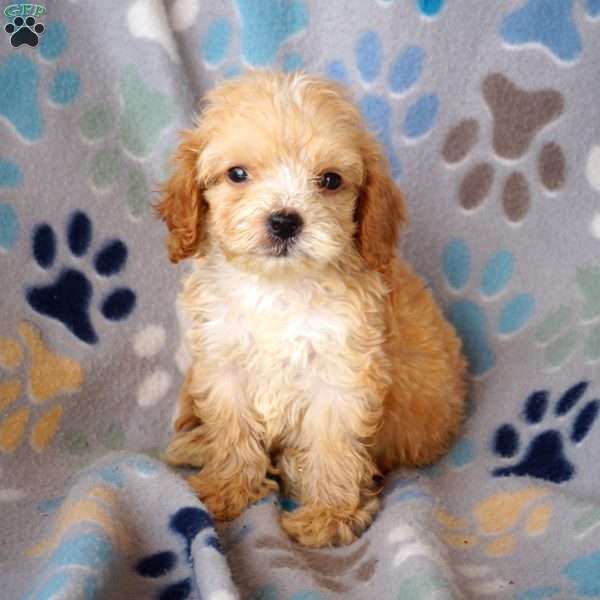 Bambi, Cockapoo Puppy