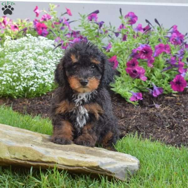 Bandit, Miniature Poodle Puppy