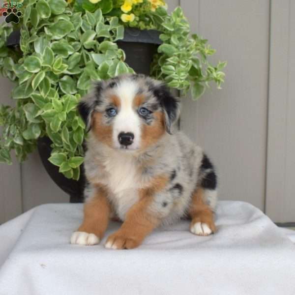 Bandit, Australian Shepherd Puppy