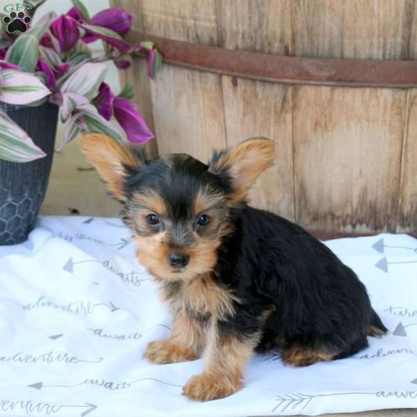 Bandit, Yorkie Puppy