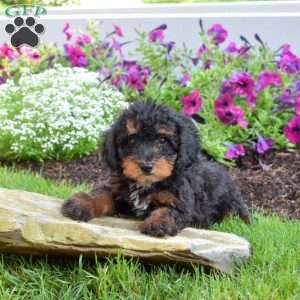 Bandit, Miniature Poodle Puppy