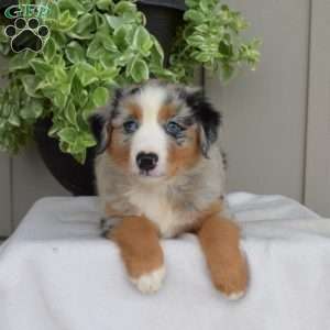 Bandit, Australian Shepherd Puppy