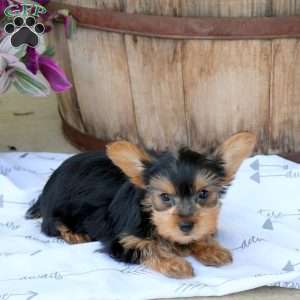 Bandit, Yorkie Puppy