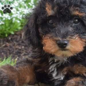 Bandit, Miniature Poodle Puppy