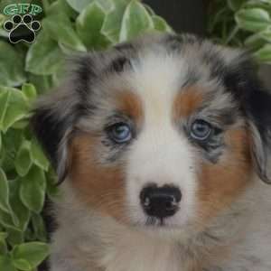Bandit, Australian Shepherd Puppy