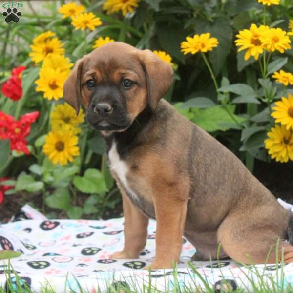 Banjo, English Springer Spaniel Mix Puppy