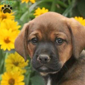 Banjo, English Springer Spaniel Mix Puppy