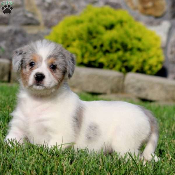 Barbie, Bernese Mountain Dog Mix Puppy