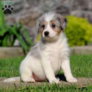 Barbie, Bernese Mountain Dog Mix Puppy