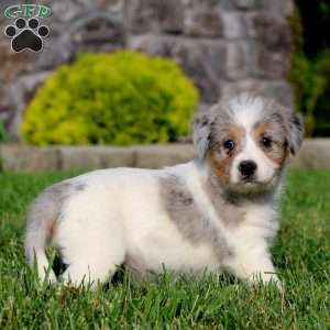 Barbie, Bernese Mountain Dog Mix Puppy