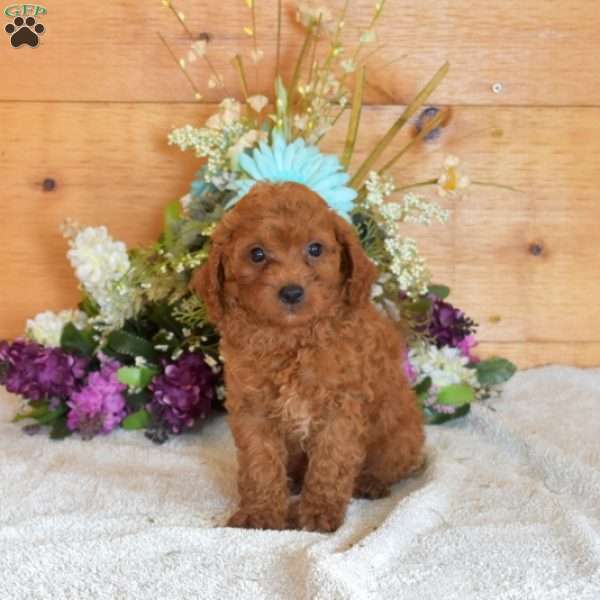 Barley, Cavapoo Puppy