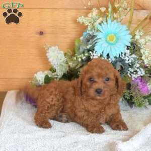 Barley, Cavapoo Puppy