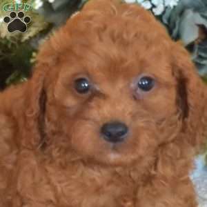 Barley, Cavapoo Puppy