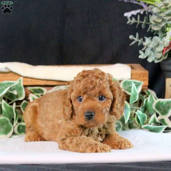 Barney, Cavapoo Puppy
