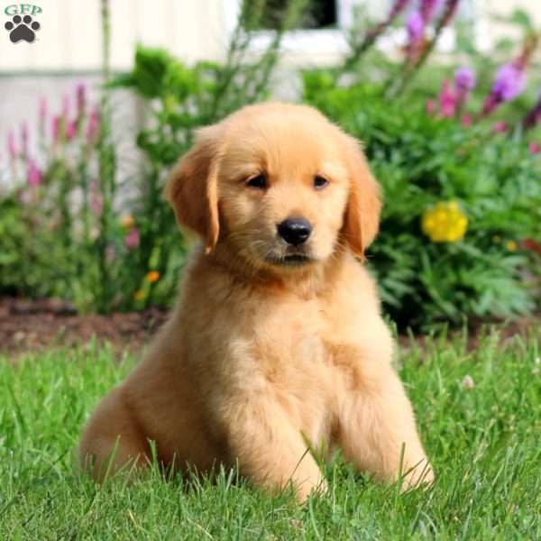 Barney, Golden Retriever Puppy