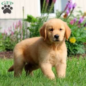 Barney, Golden Retriever Puppy