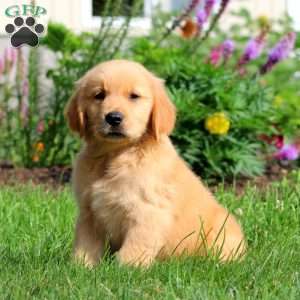Barney, Golden Retriever Puppy
