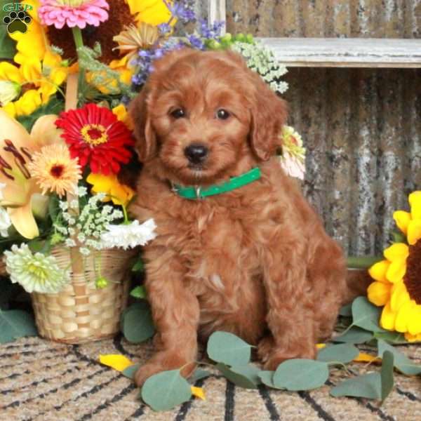 Baron, Mini Goldendoodle Puppy