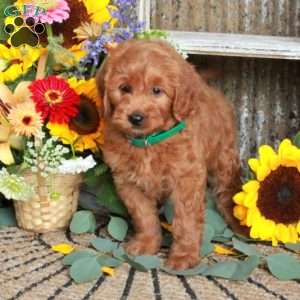 Baron, Mini Goldendoodle Puppy