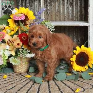 Baron, Mini Goldendoodle Puppy