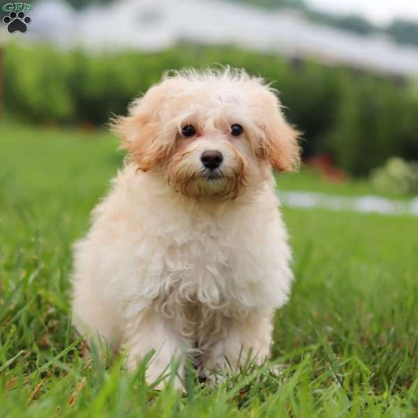 Baxter, Havapoo Puppy