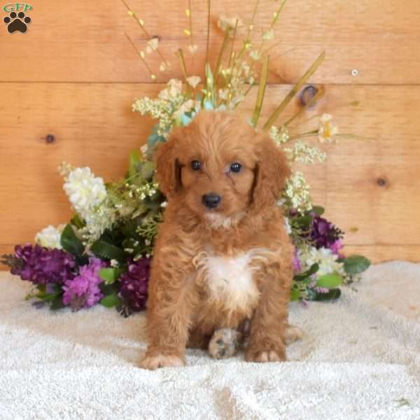 Baxter, Cavapoo Puppy