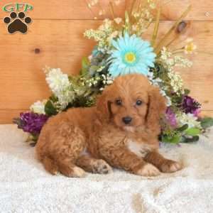 Baxter, Cavapoo Puppy