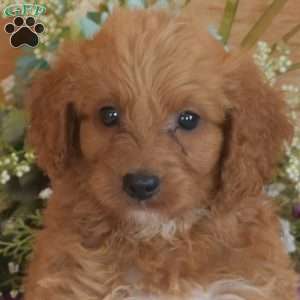 Baxter, Cavapoo Puppy