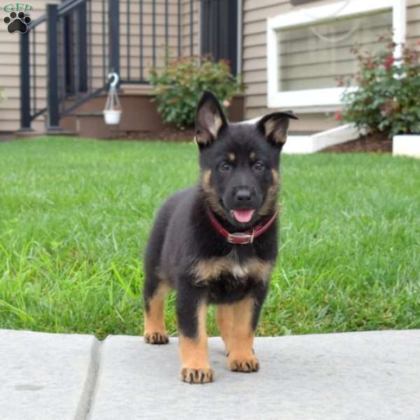 Baylee, German Shepherd Puppy