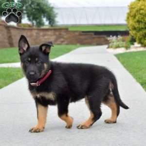 Baylee, German Shepherd Puppy