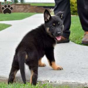 Baylee, German Shepherd Puppy