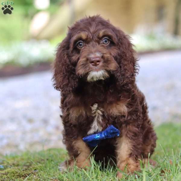 Bear, Cockapoo Puppy