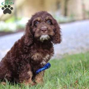 Bear, Cockapoo Puppy