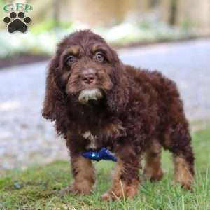 Bear, Cockapoo Puppy