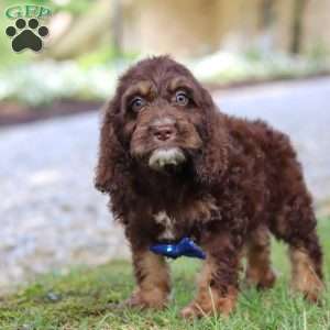 Bear, Cockapoo Puppy