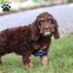 Bear, Cockapoo Puppy
