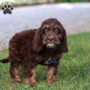 Bear, Cockapoo Puppy