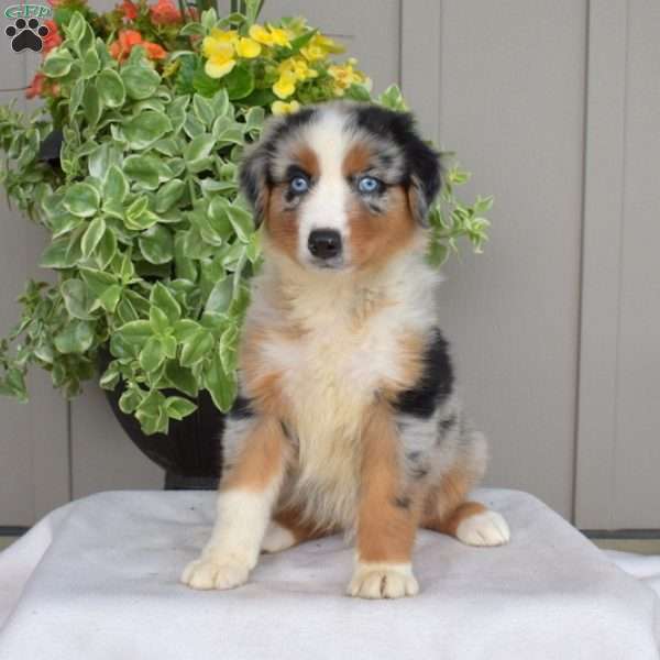 Bear, Australian Shepherd Puppy