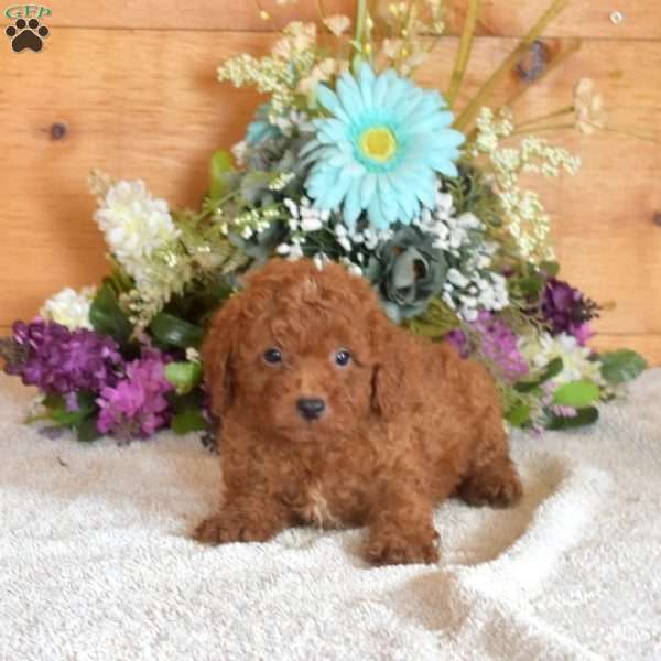 Bear, Cavapoo Puppy