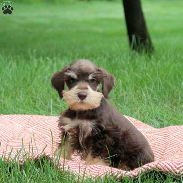 Bear, Miniature Schnauzer Puppy