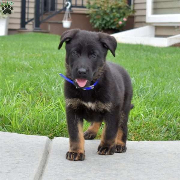 Bear, German Shepherd Puppy