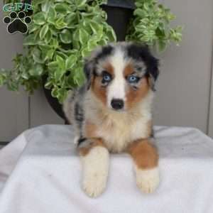 Bear, Australian Shepherd Puppy