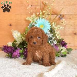 Bear, Cavapoo Puppy