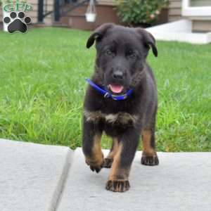 Bear, German Shepherd Puppy
