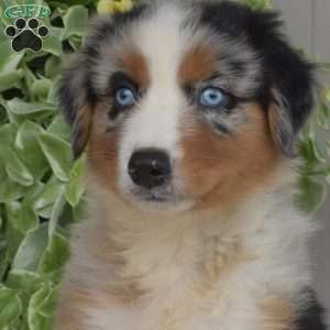 Bear, Australian Shepherd Puppy