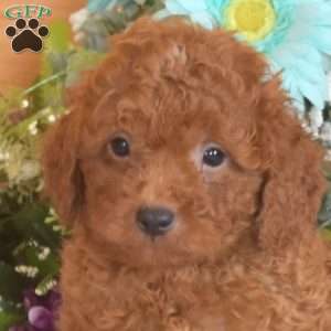 Bear, Cavapoo Puppy